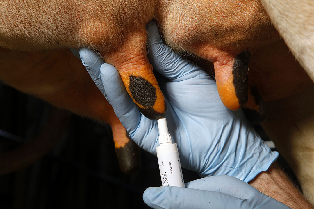 mastitis treatment costs