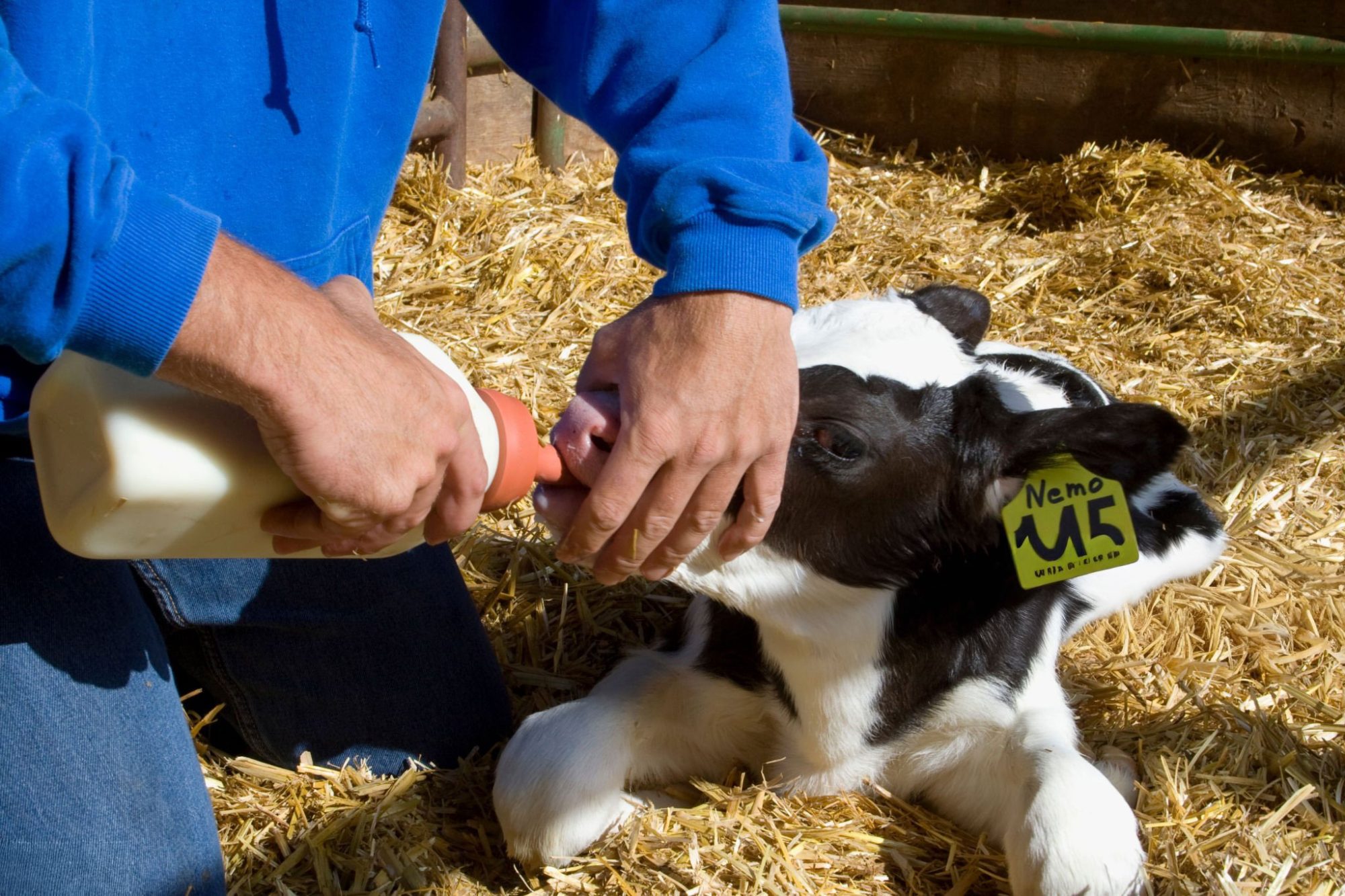 Maternity pen management