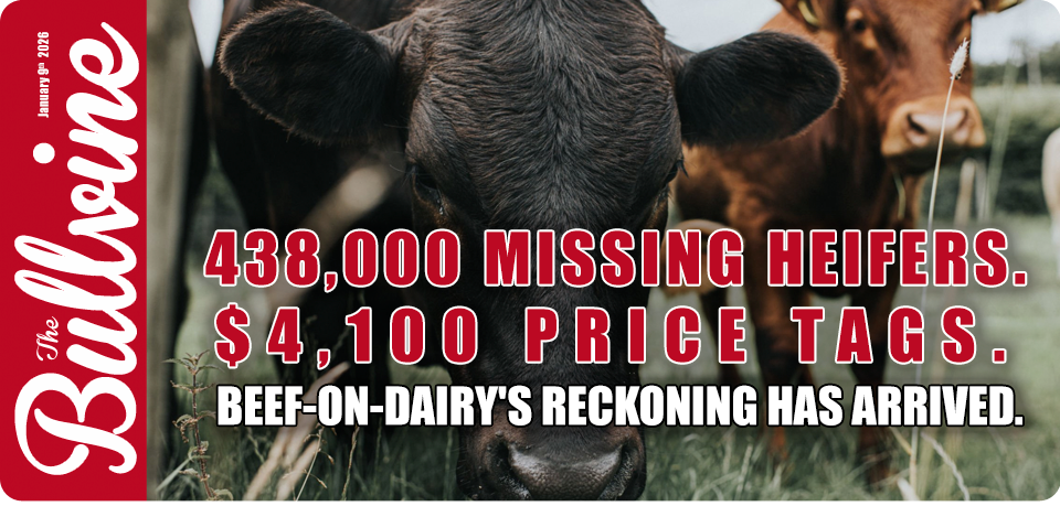 dairy heifer shortage reckoning