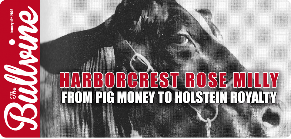 Harborcrest Rose Milly: From Pig Money to Holstein&hellip;