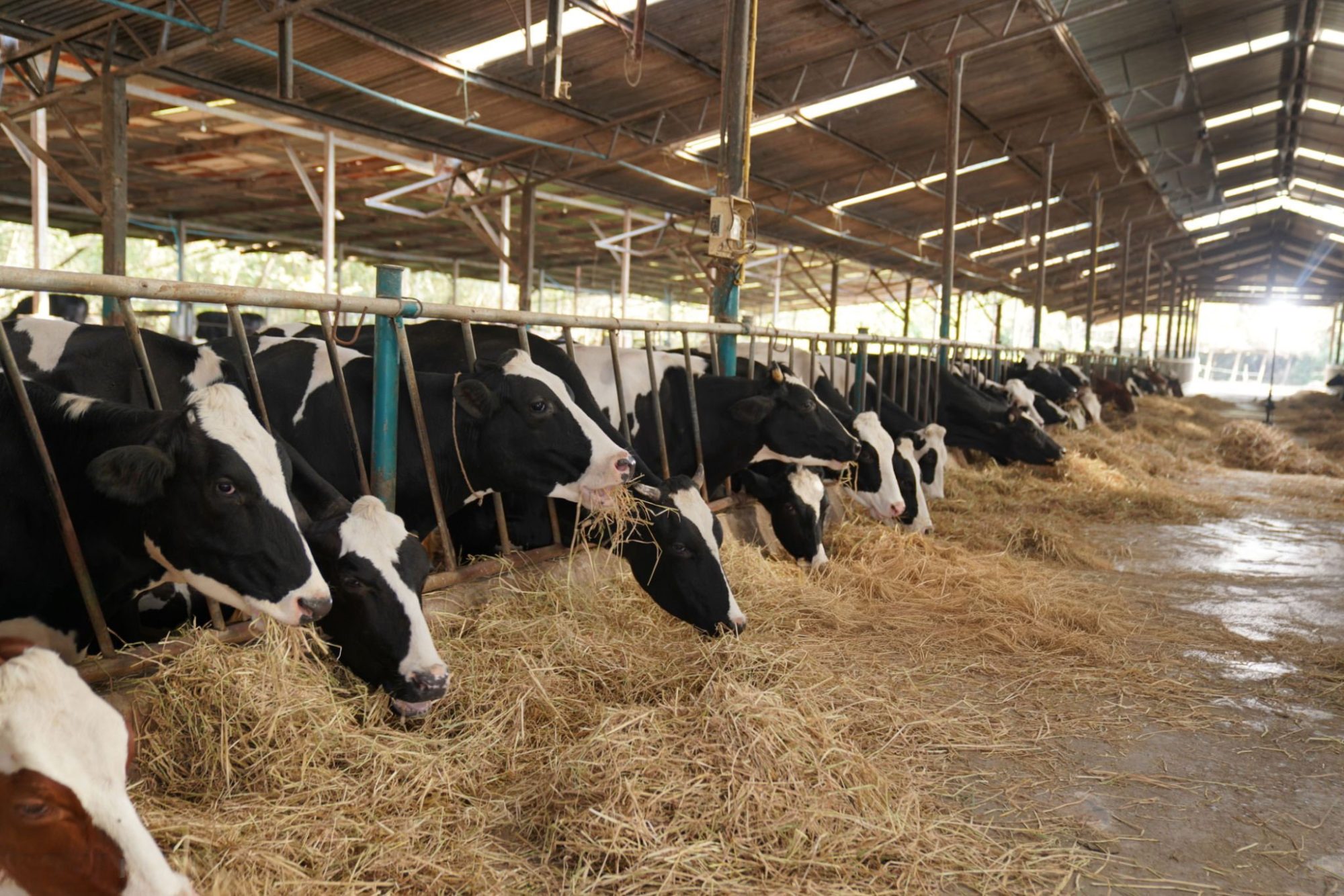 dairy replacement rate economics