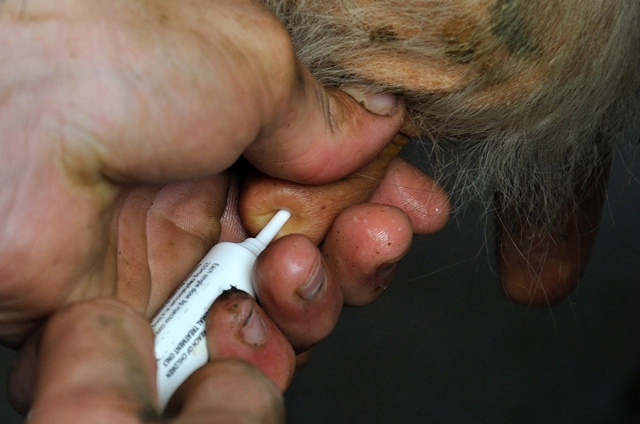 Selective Mastitis Treatment