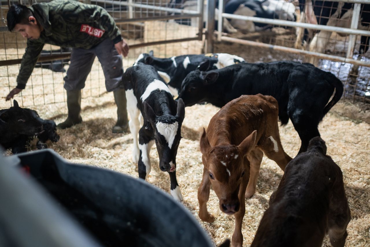 Beef-on-dairy strategy