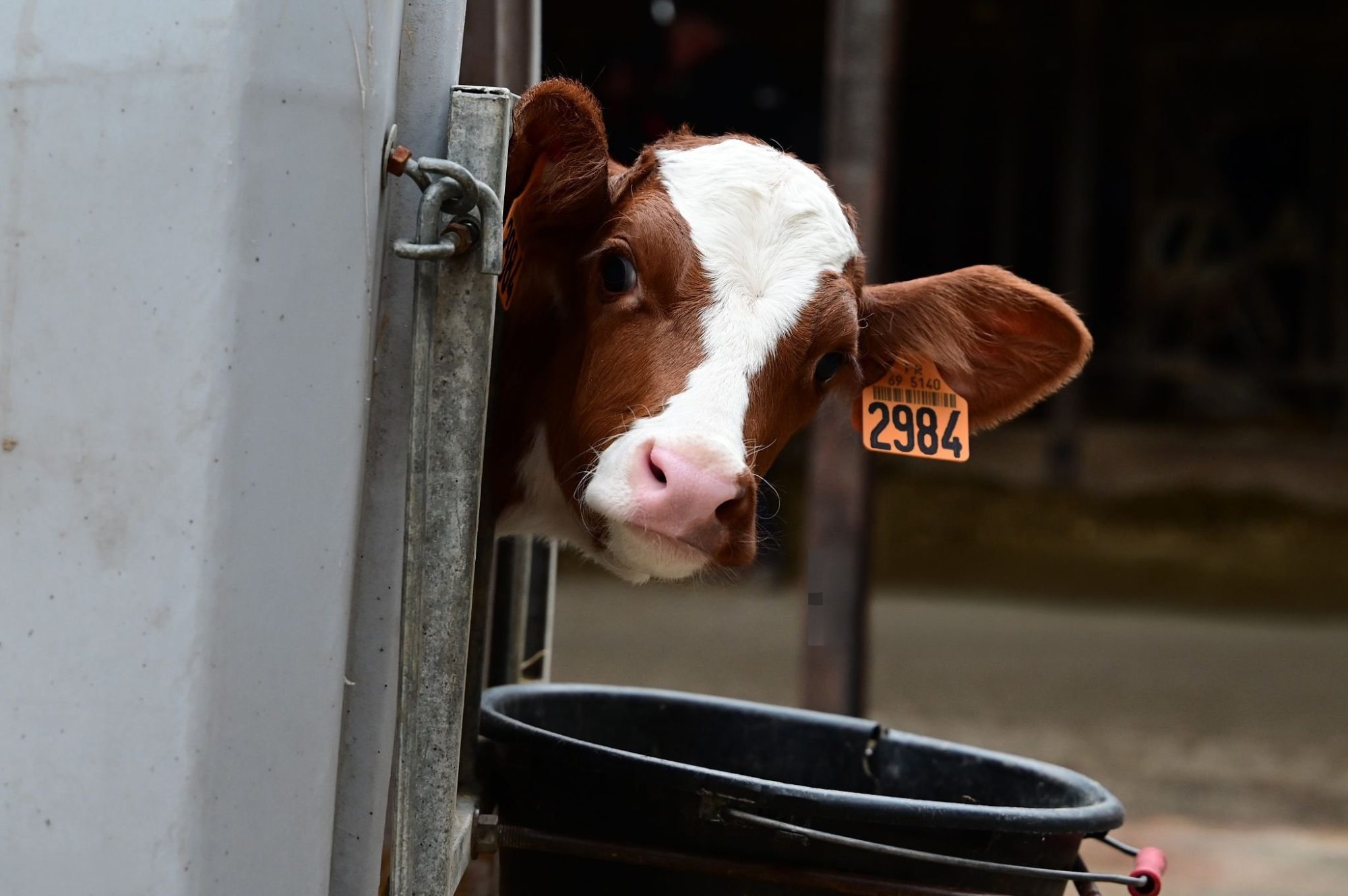 intake-based weaning