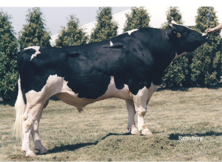 Half a million lost calves. Thirty billion dollars in milk. One bull at ...
