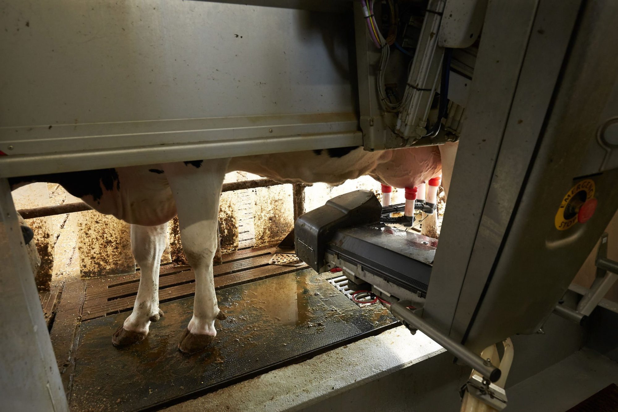 Robotic milking ROI