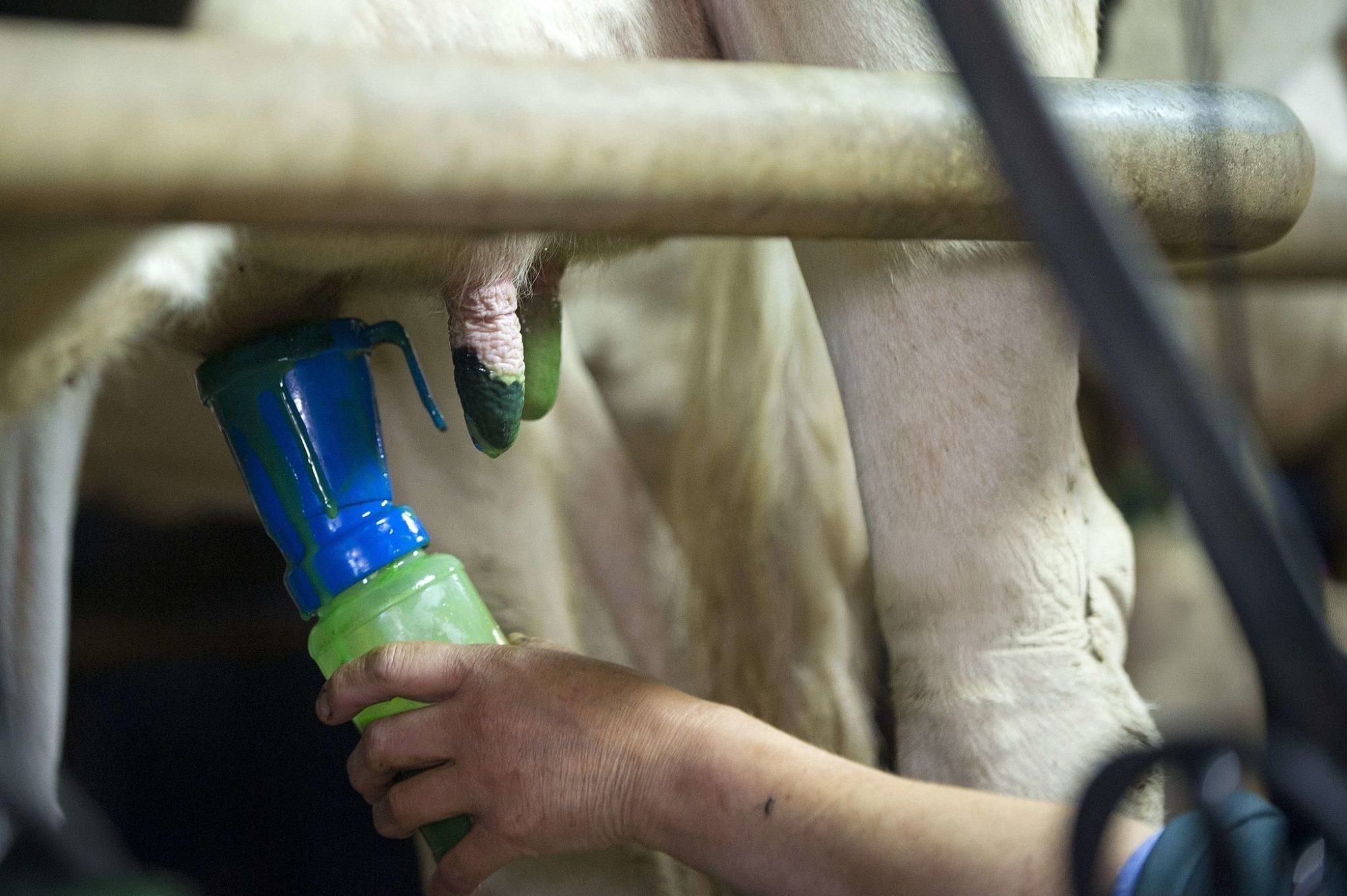 Dairy Milker Training