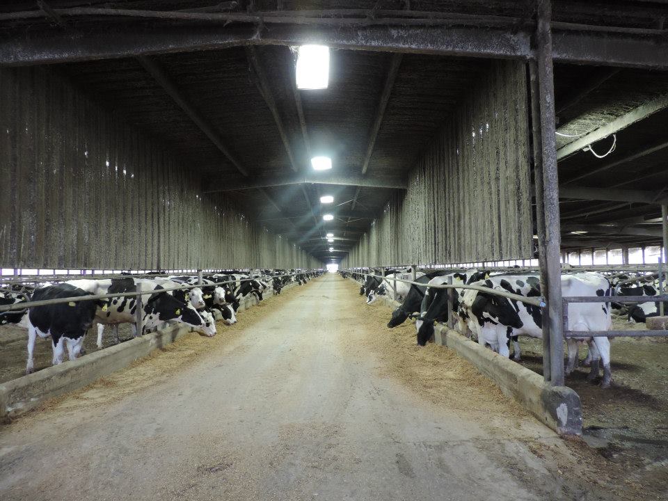 Holstein inbreeding costs