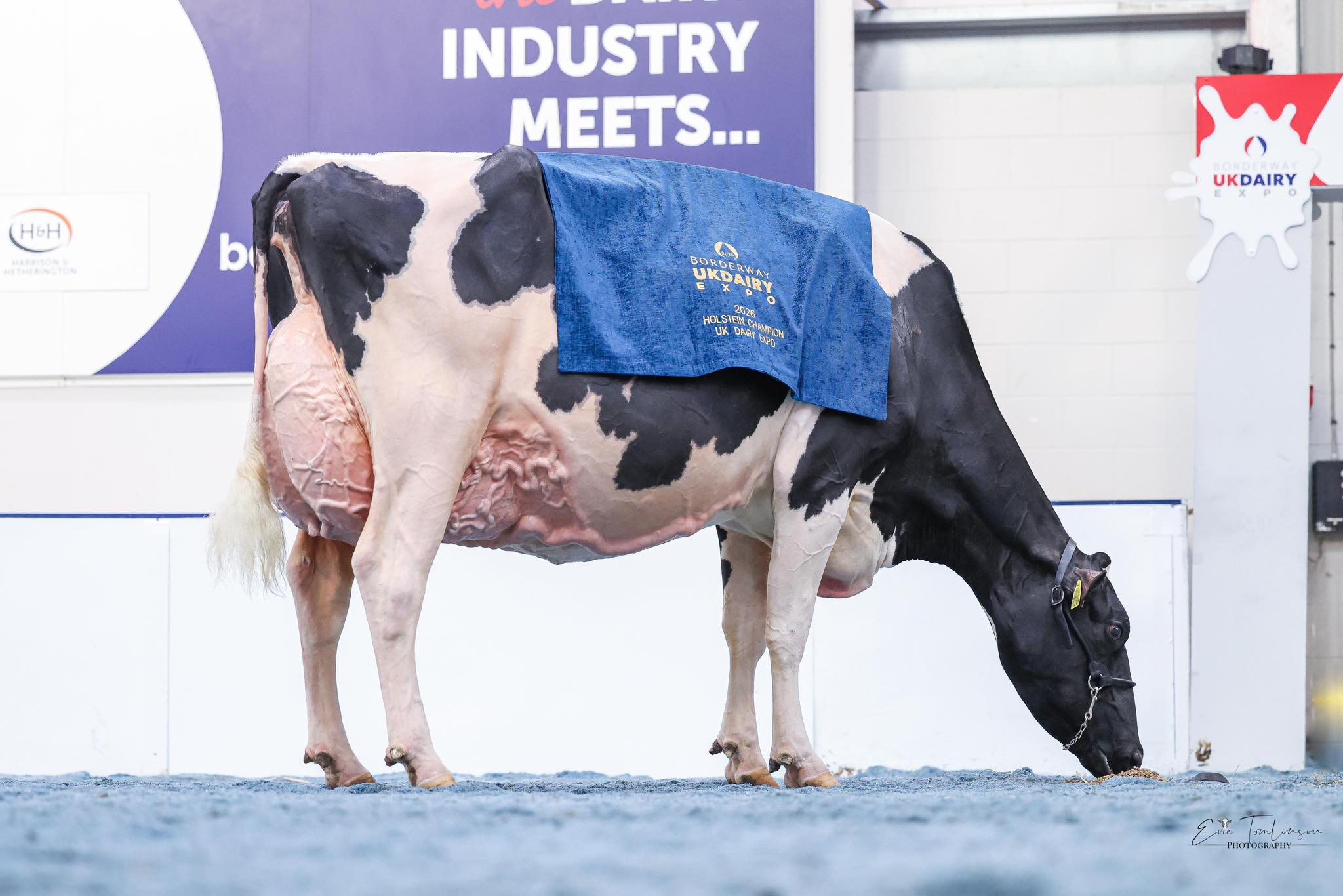 Jennifer’s show record now stands alone in British Holstein history: