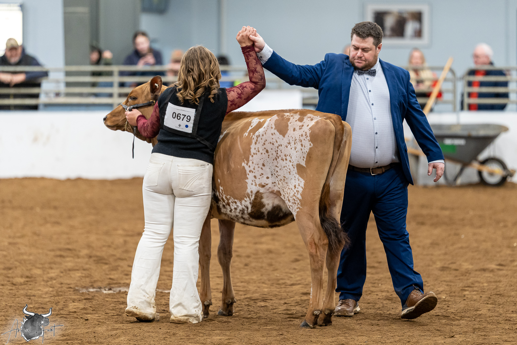 New York Spring Ayrshire Show 2026