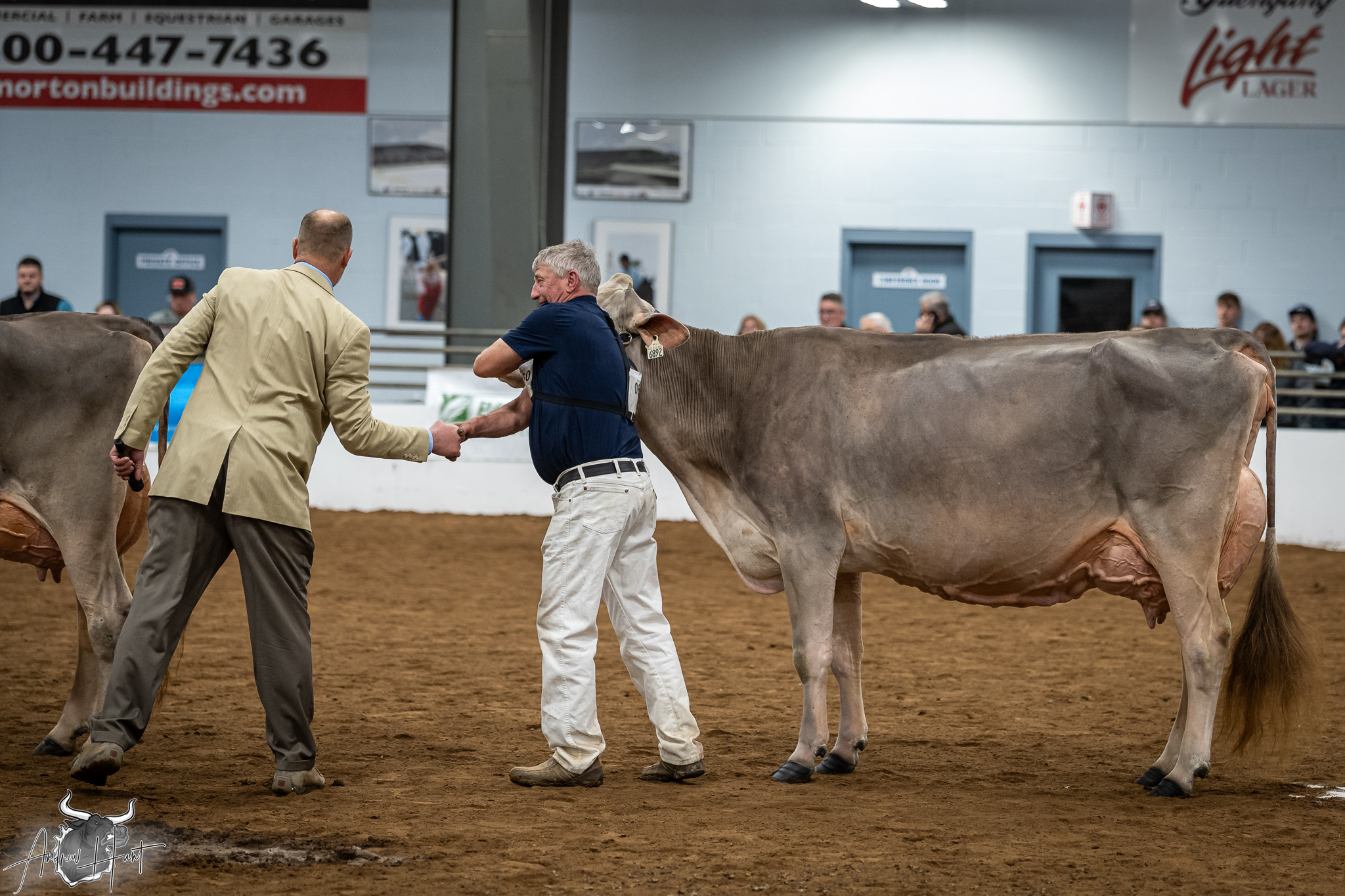 New York Spring Brown Swiss Show 2026