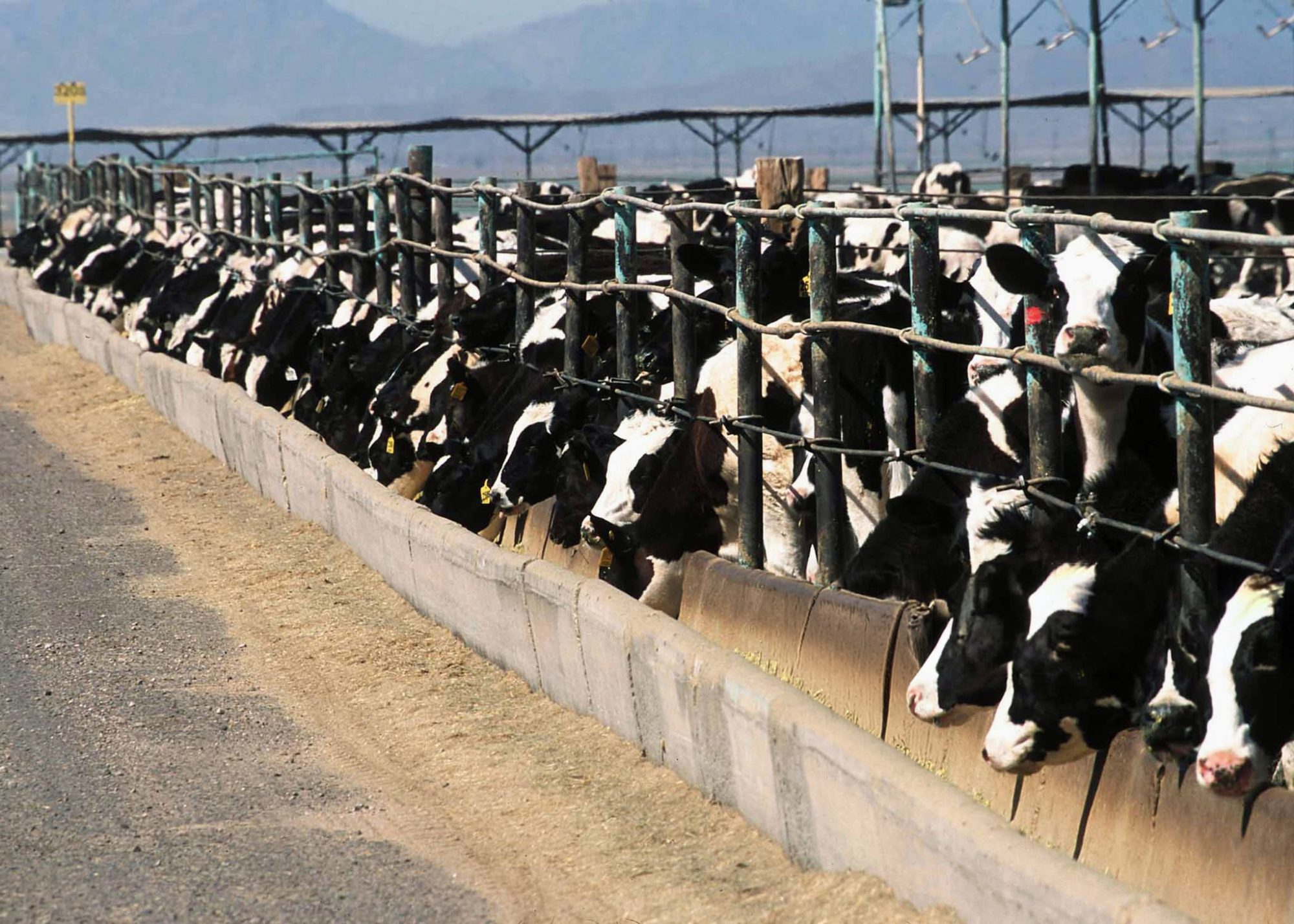 heat stress fertility