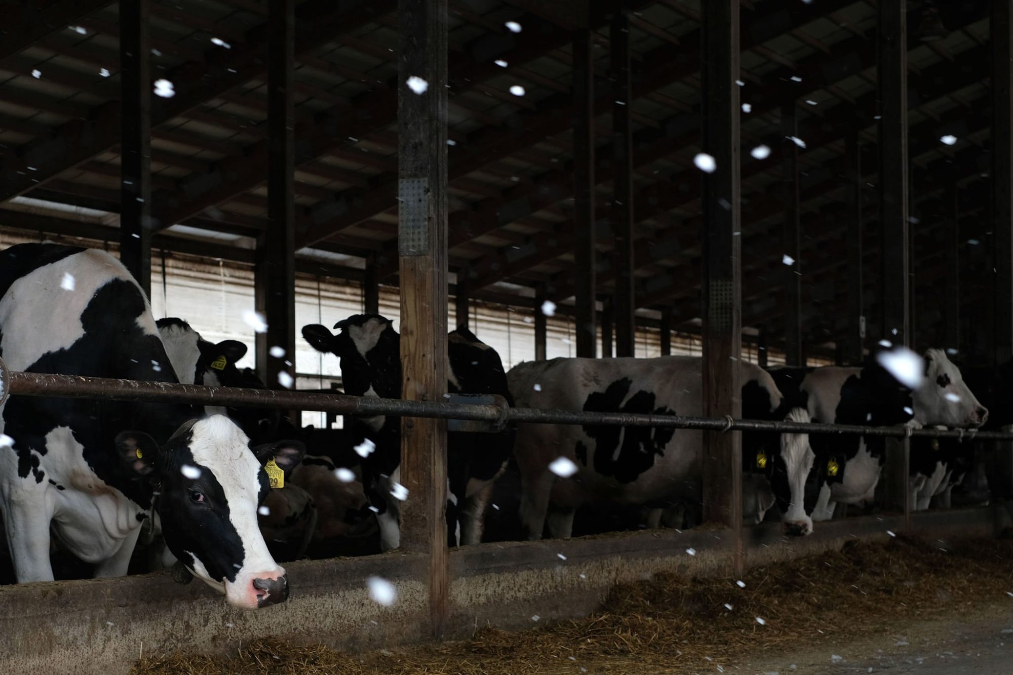 dairy cost of production