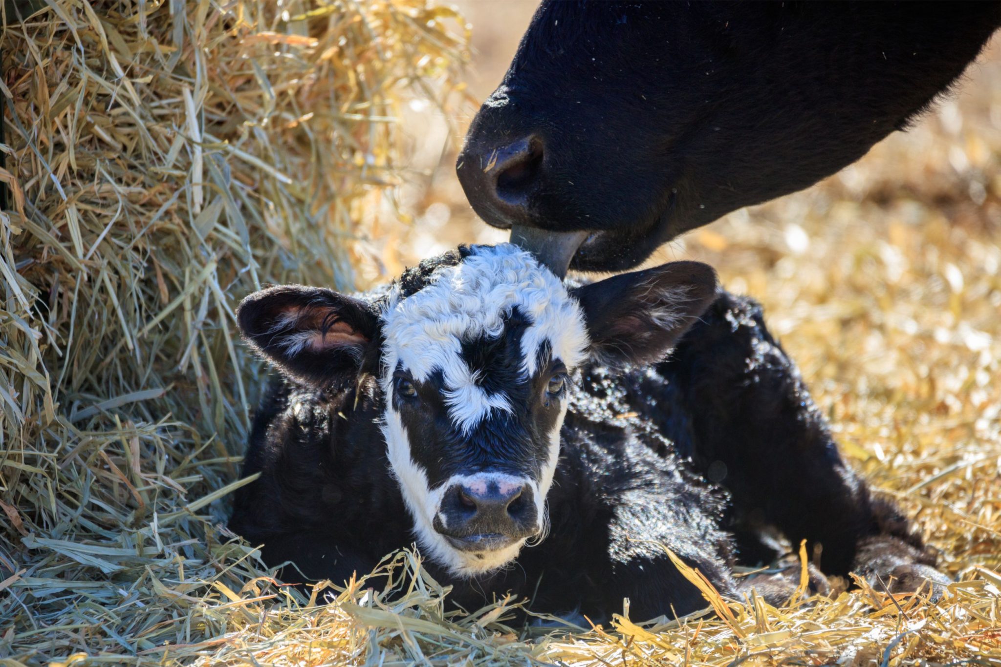 You chased beef premiums. CoBank says 800,000 heifers vanished. Where ...