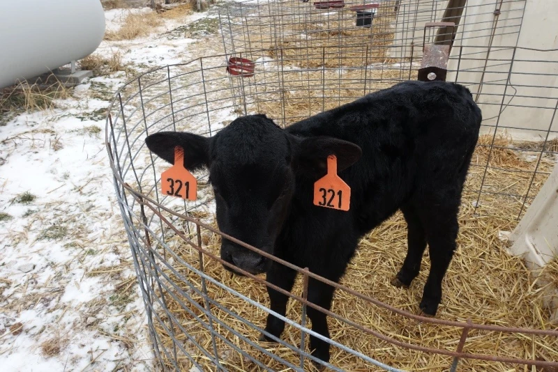 beef-on-dairy strategy