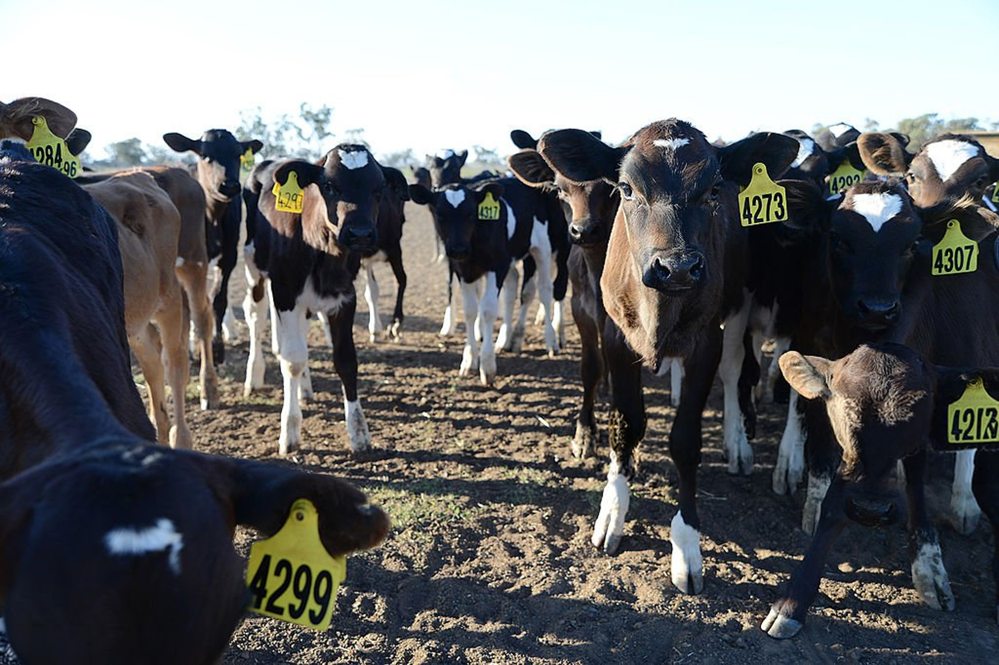 beef-on-dairy replacement risk