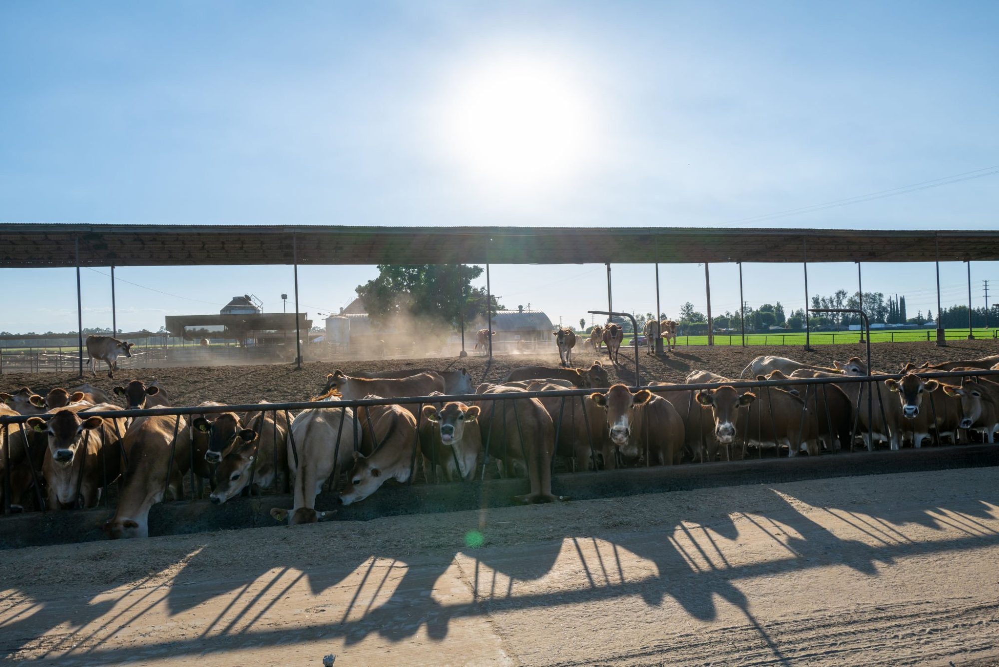dairy heat stress economics