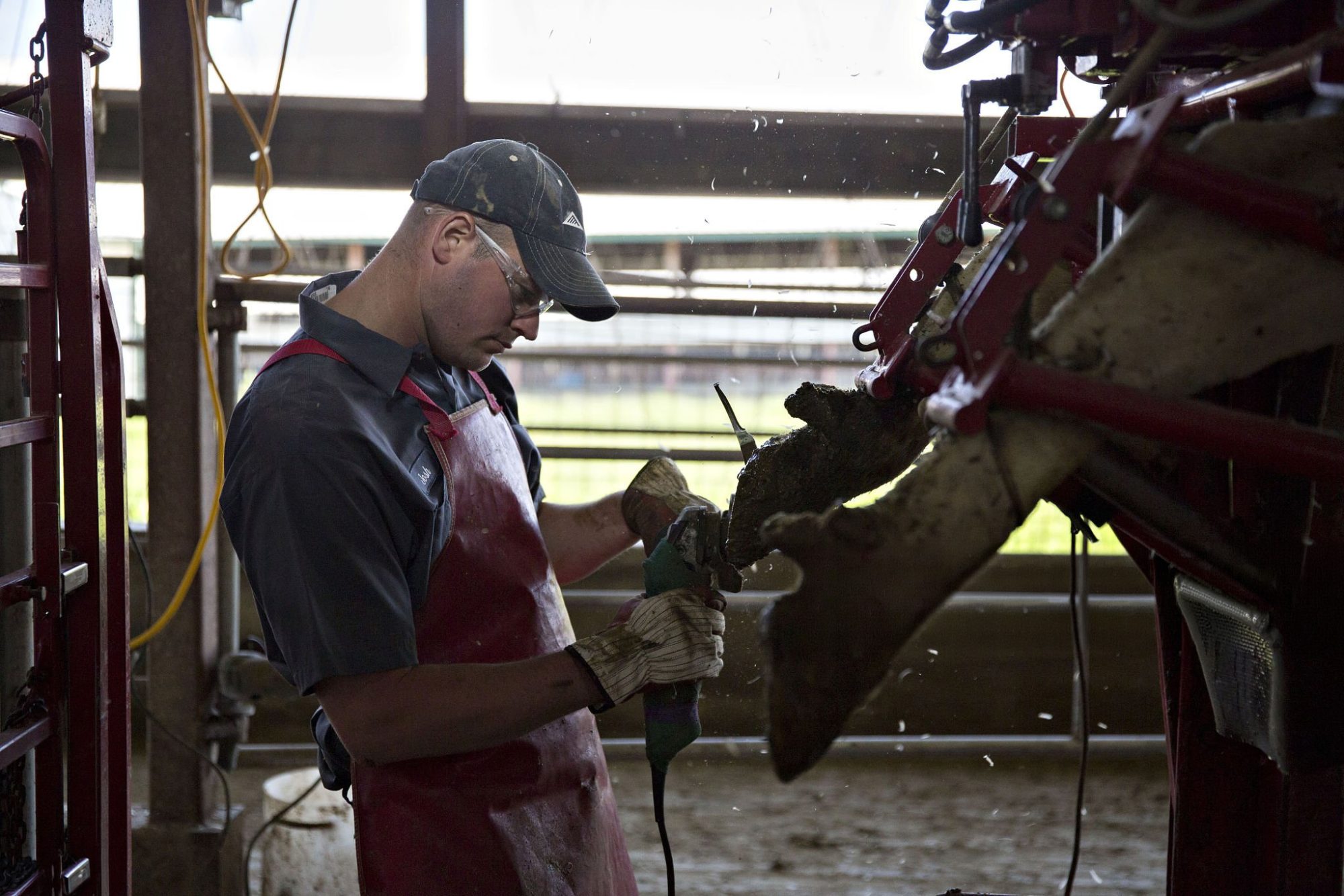 dairy lameness costs