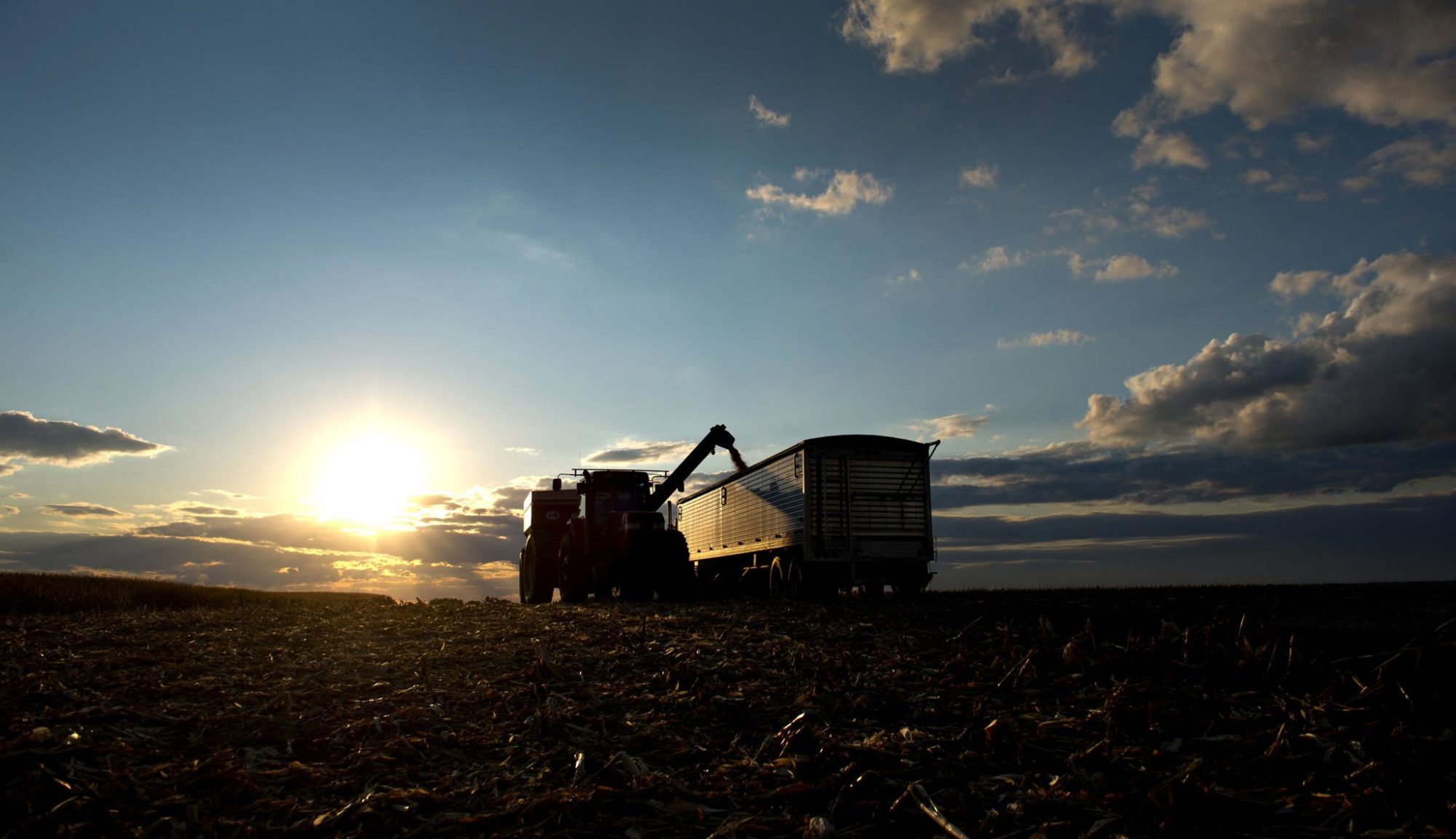 BMR corn silage phase-out