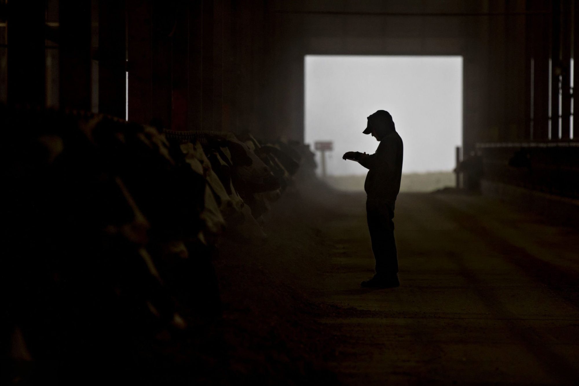 Dairy IOFC Management