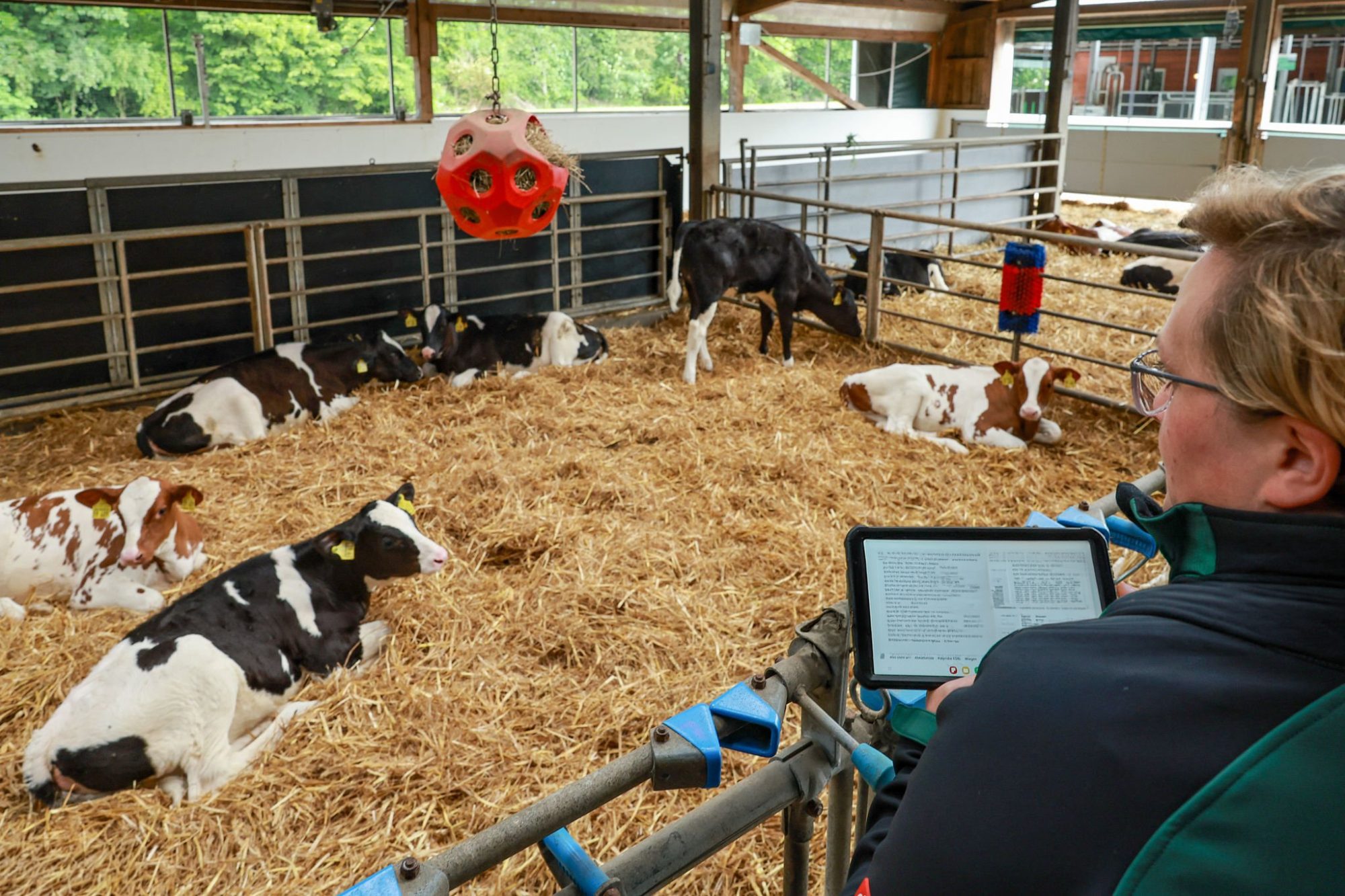Cow Family Concentration