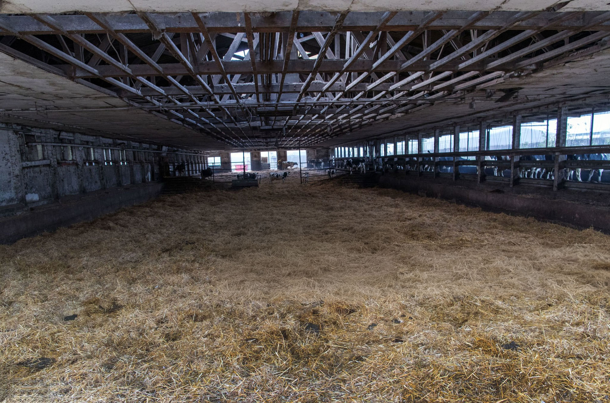 dairy heifer shortage