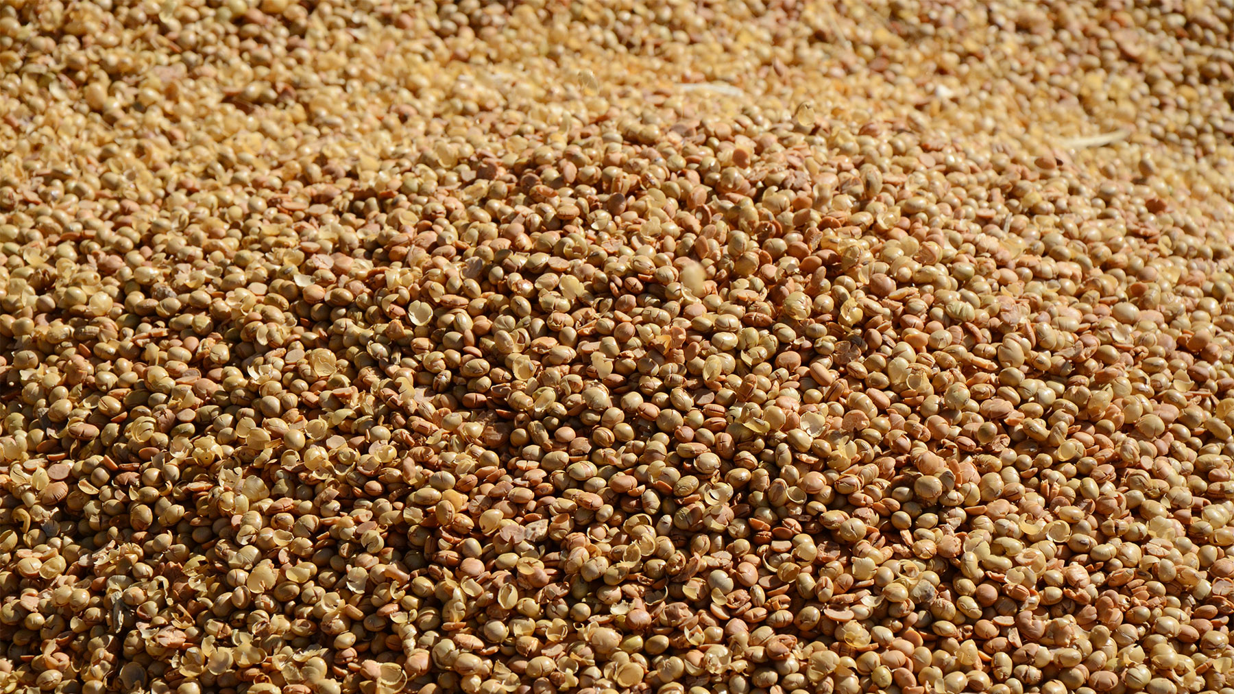 High-oleic soybeans dairy