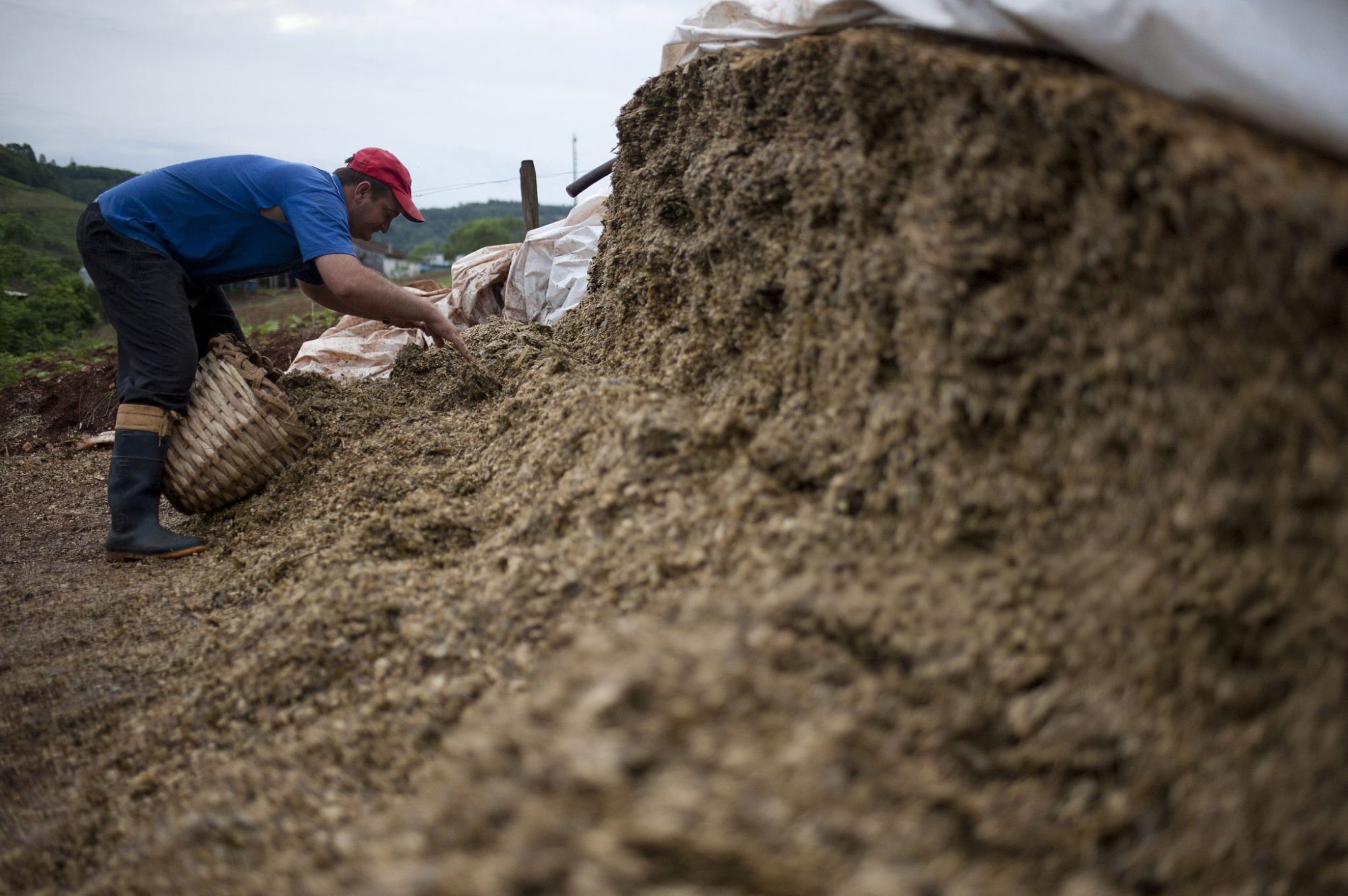Sorghum vs corn silage