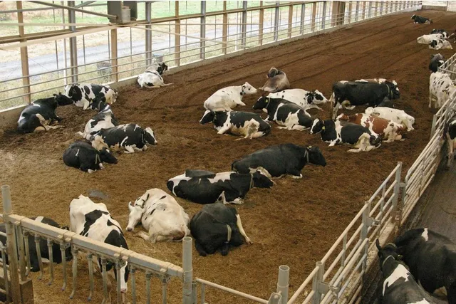 Transition cow management