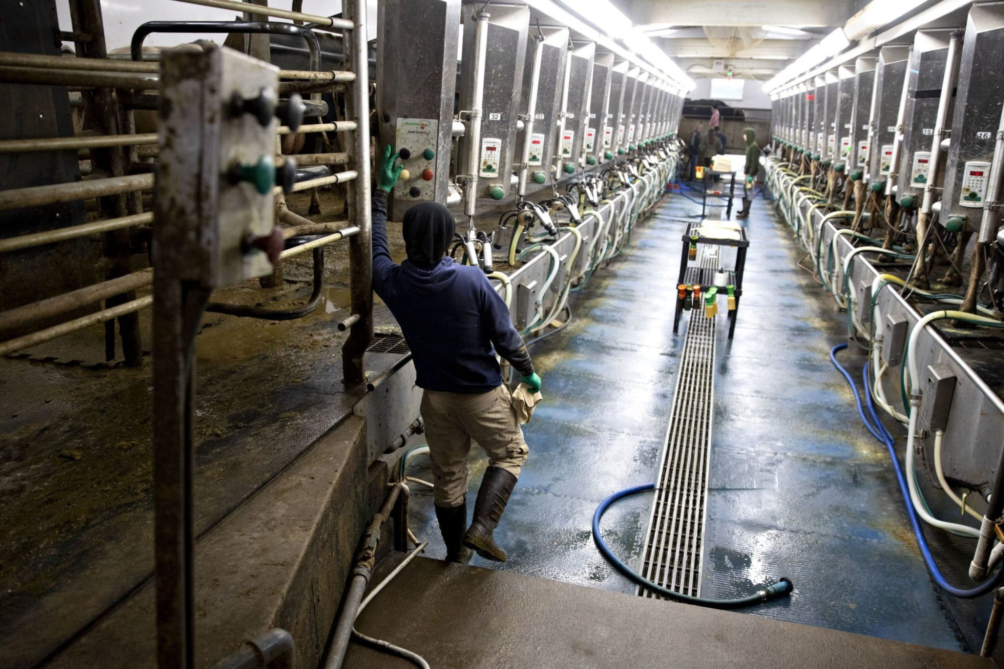 Dairy labor risk