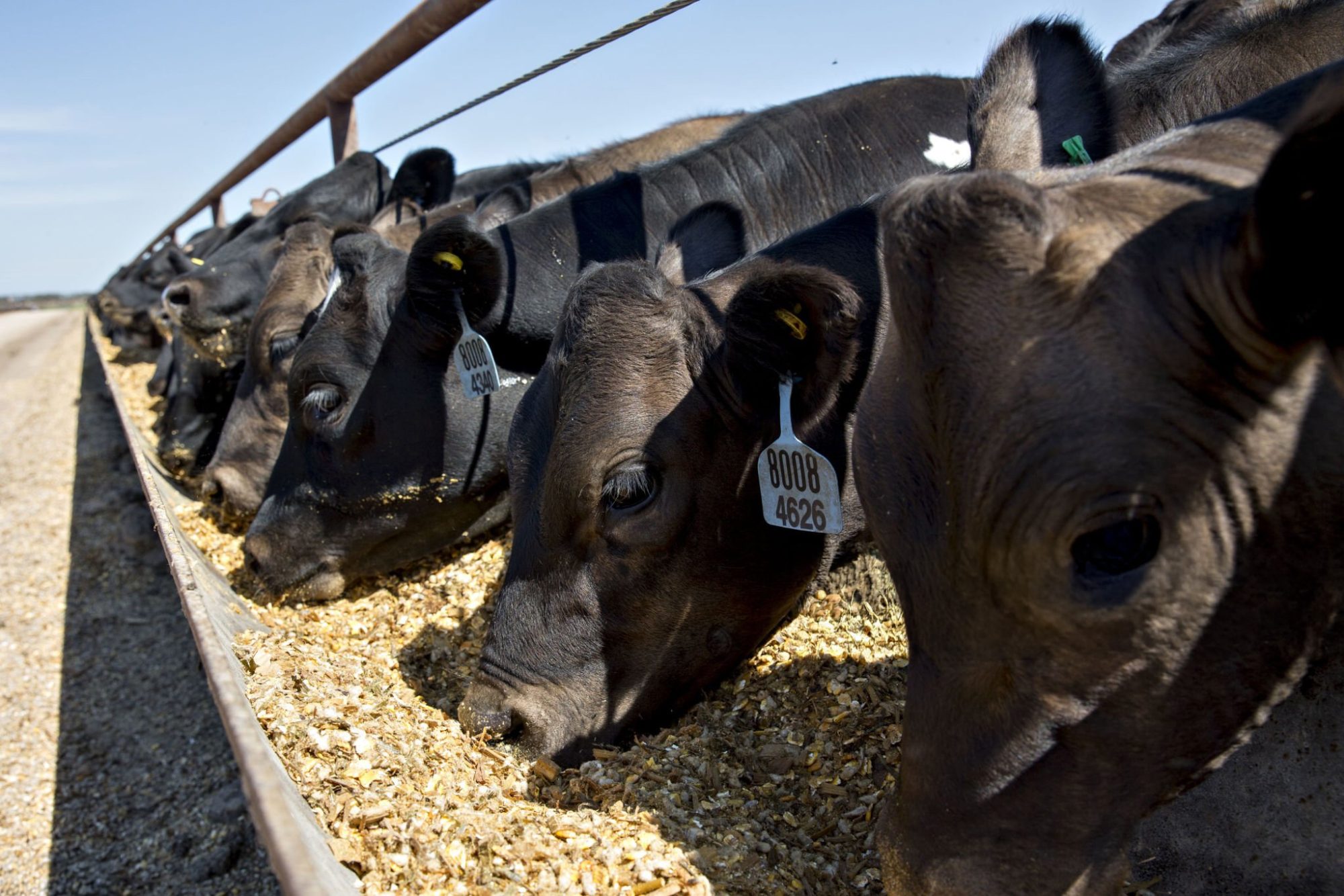 dairy heifer shortage