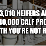 heifer calf mortality