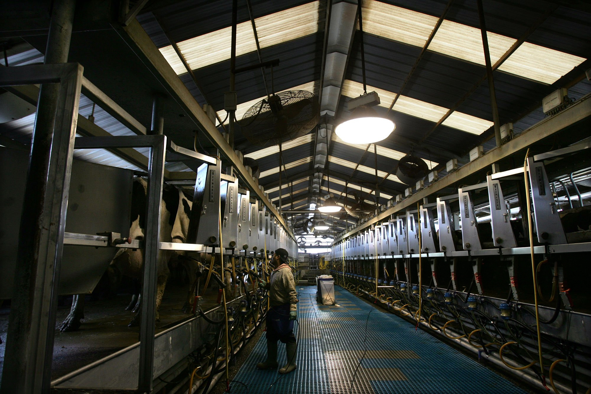 H5N1 dairy biosecurity cost