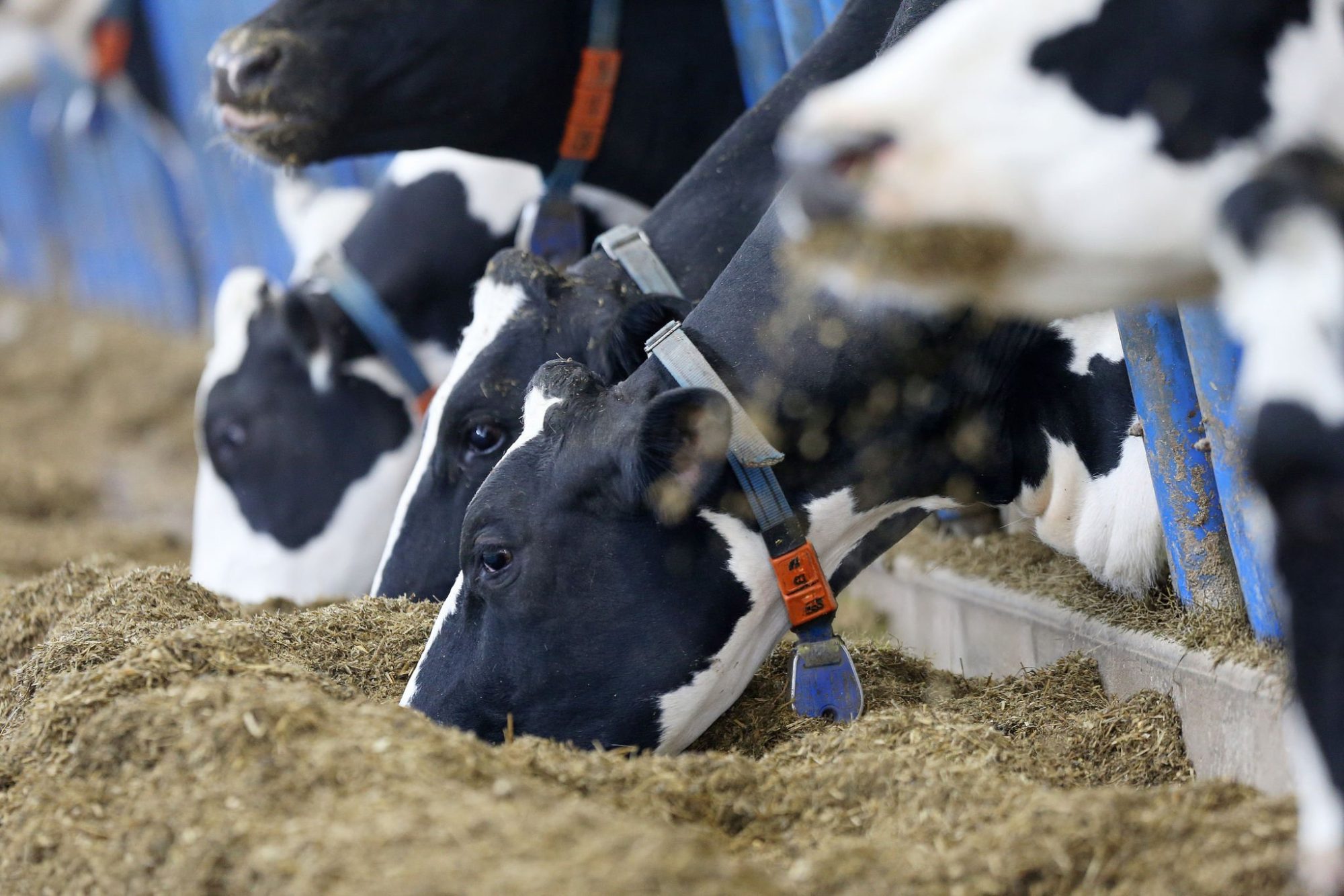 AI dairy rations