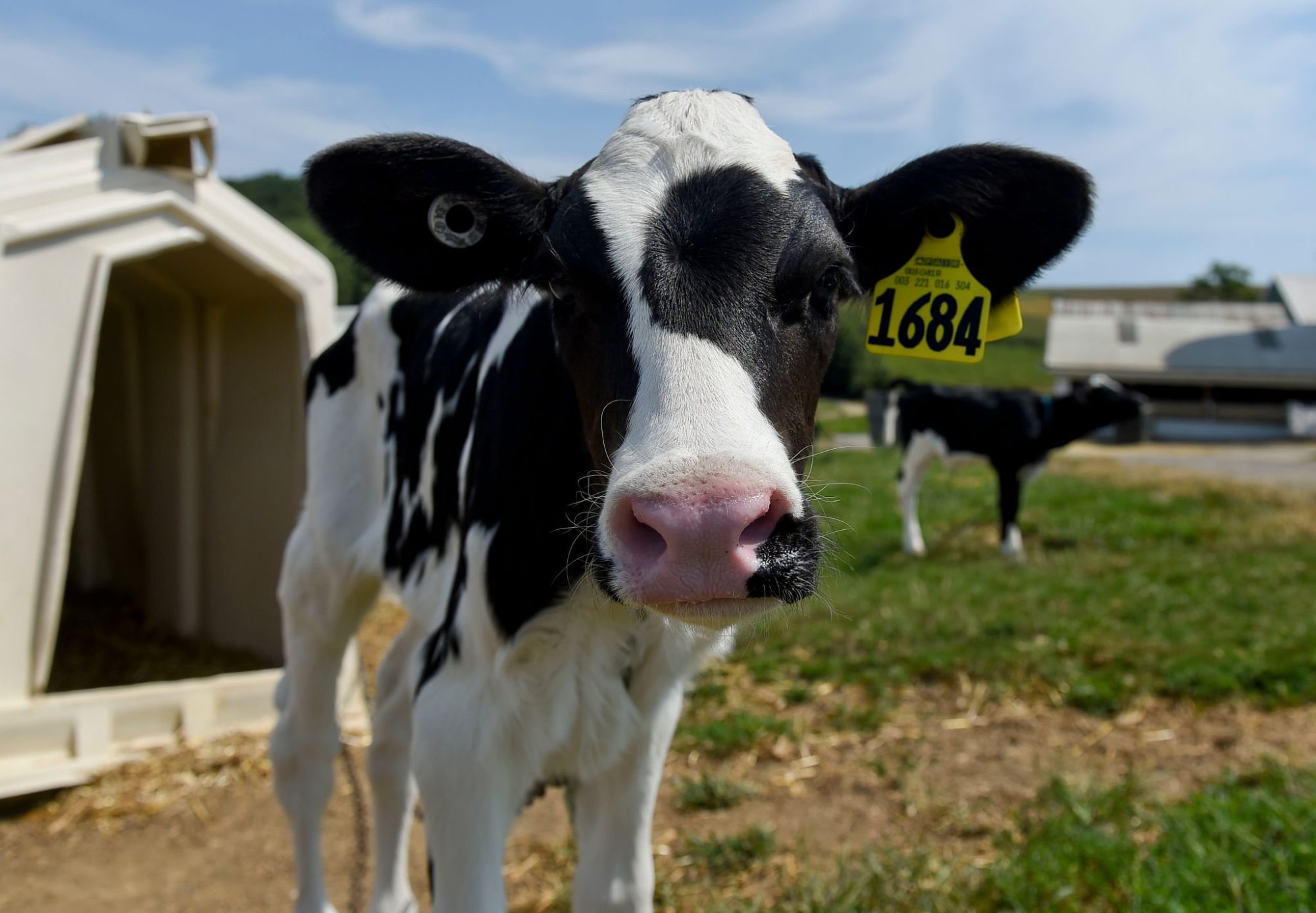 Holstein genomic testing