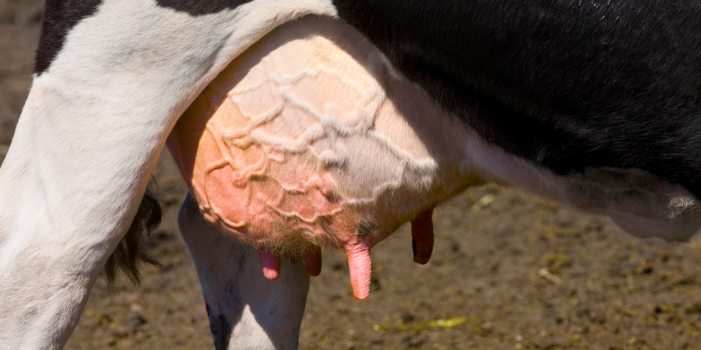 dry-off colostrum threshold