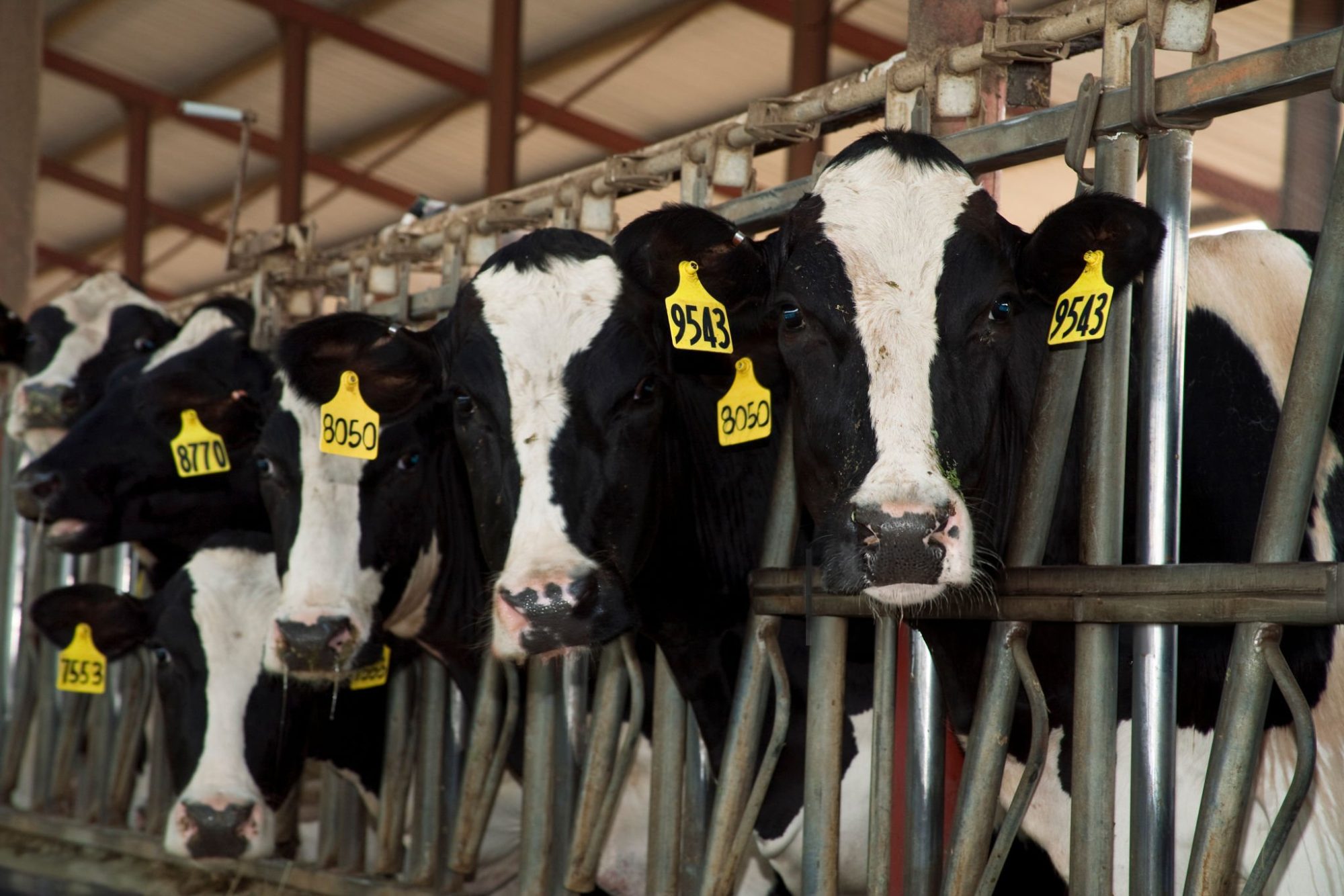 Holstein inbreeding 9.99%