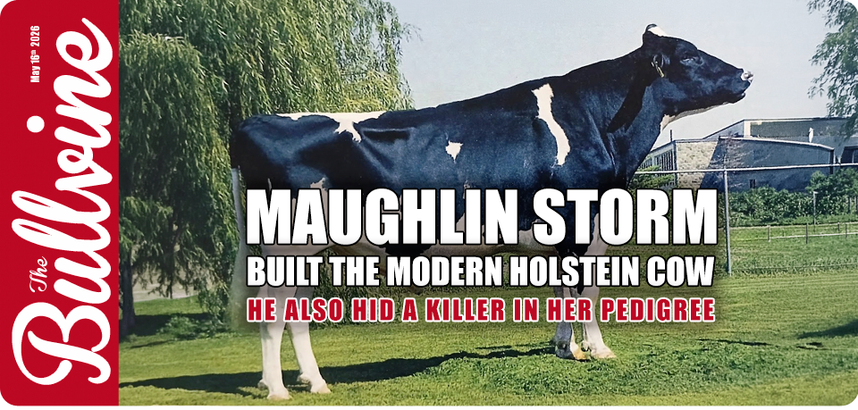 Maughlin Storm Built the Modern Holstein Cow. He A&hellip;