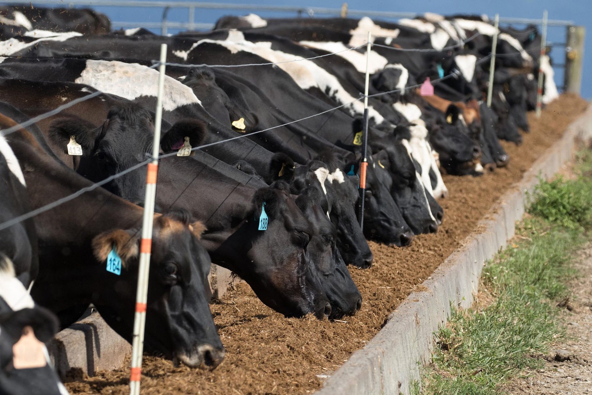 Lactating Holstein at GreenFeed unit during methane breeding value trial measuring per-cow emissions in first lactation