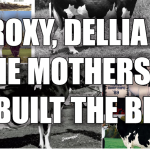 Holstein Brood Cows