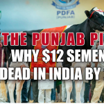 Punjab Holstein semen