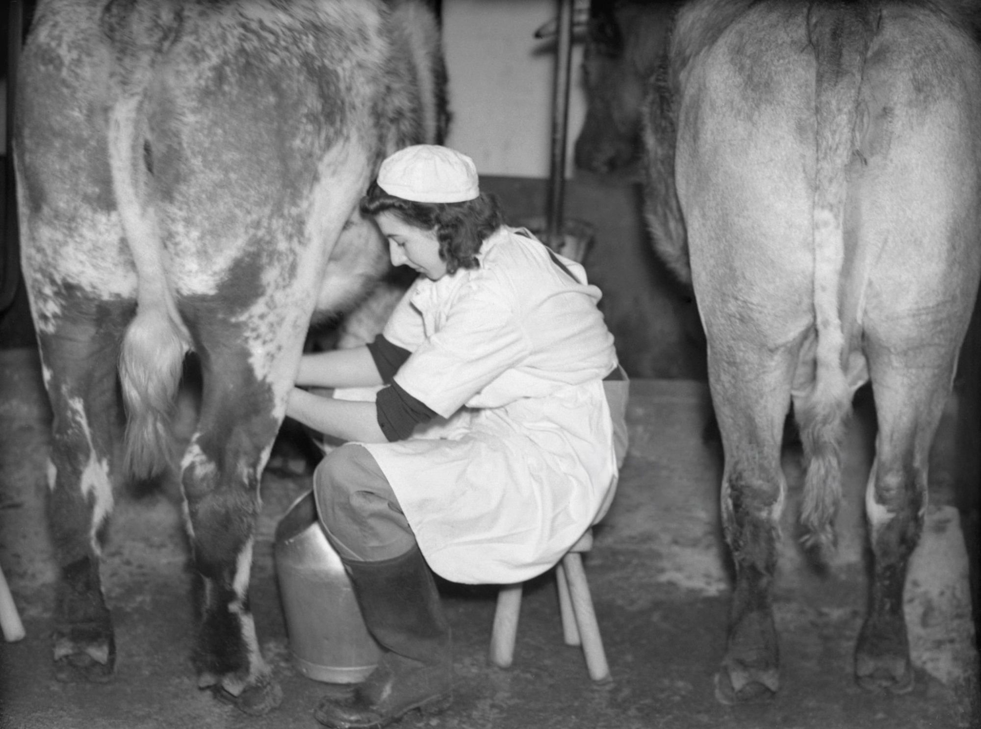 dairy labor cost per cwt