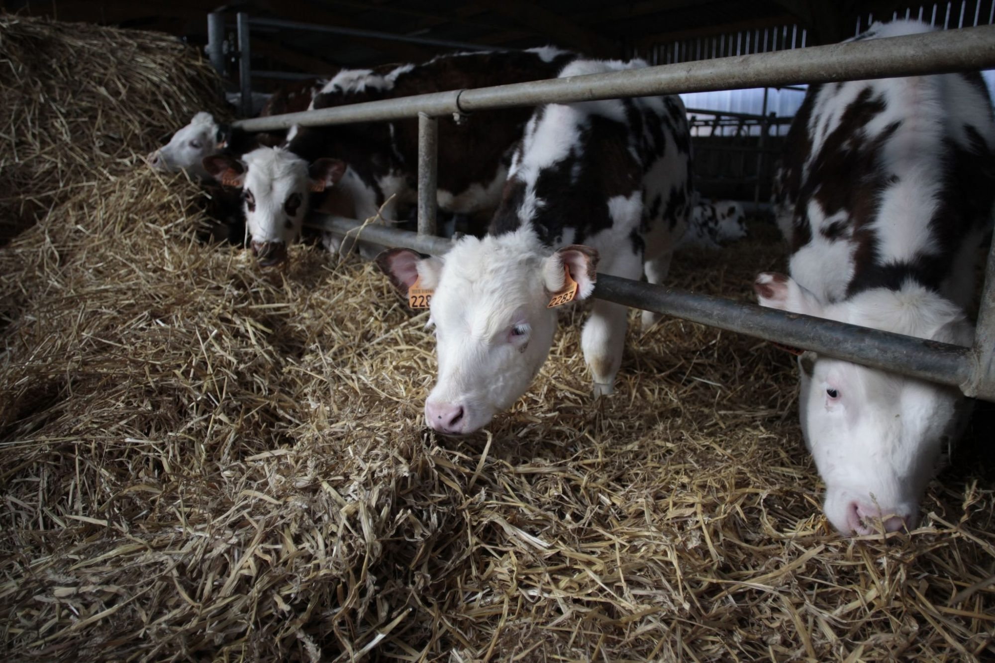 Beef-on-dairy heifer math