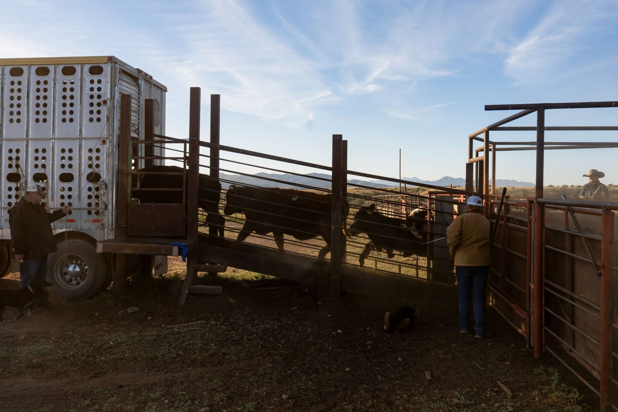 beef-on-dairy calf math