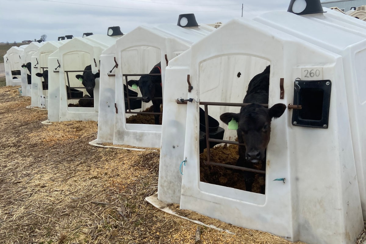 Beef-on-dairy calf profit
