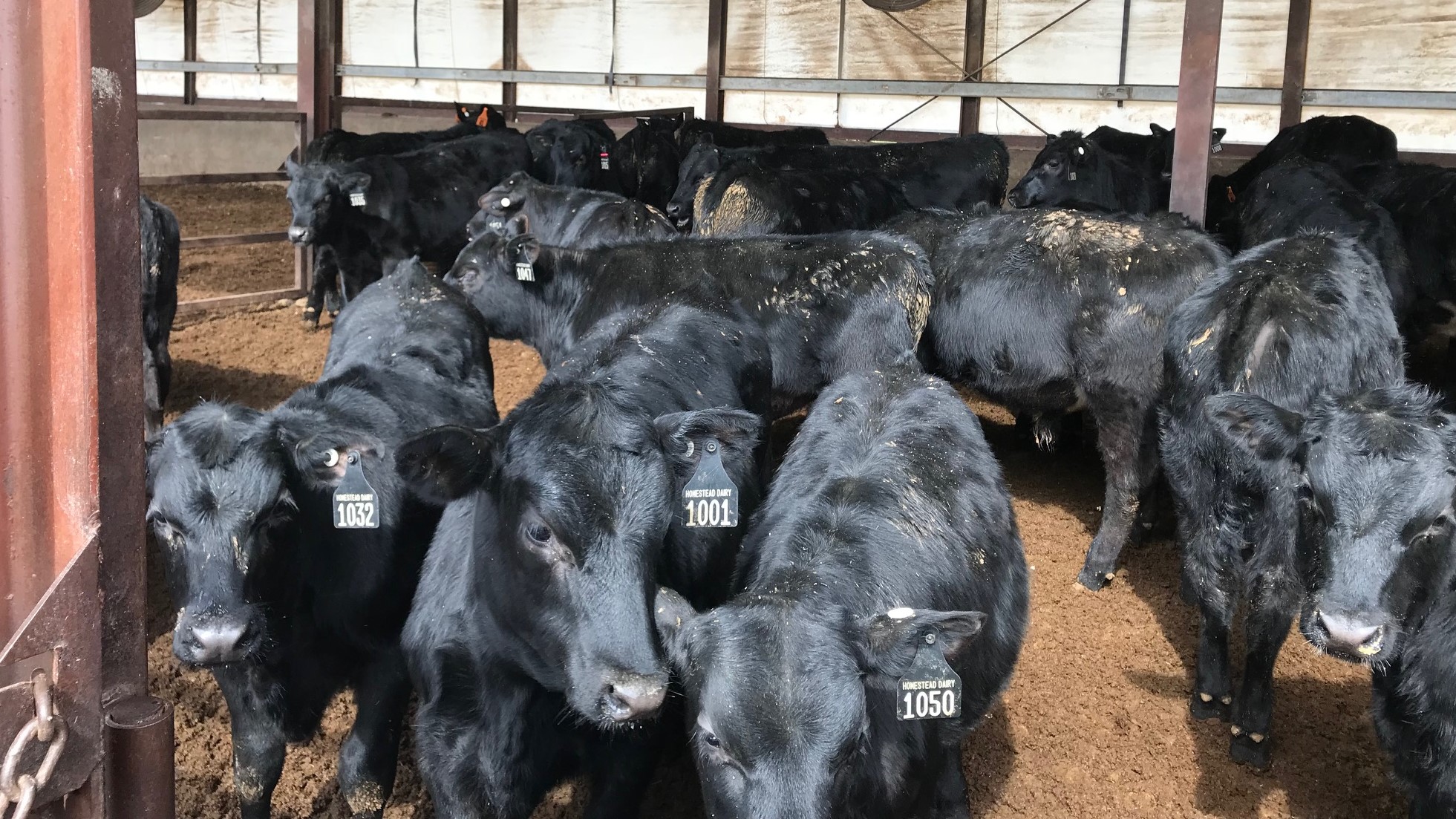 beef-on-dairy sire selection