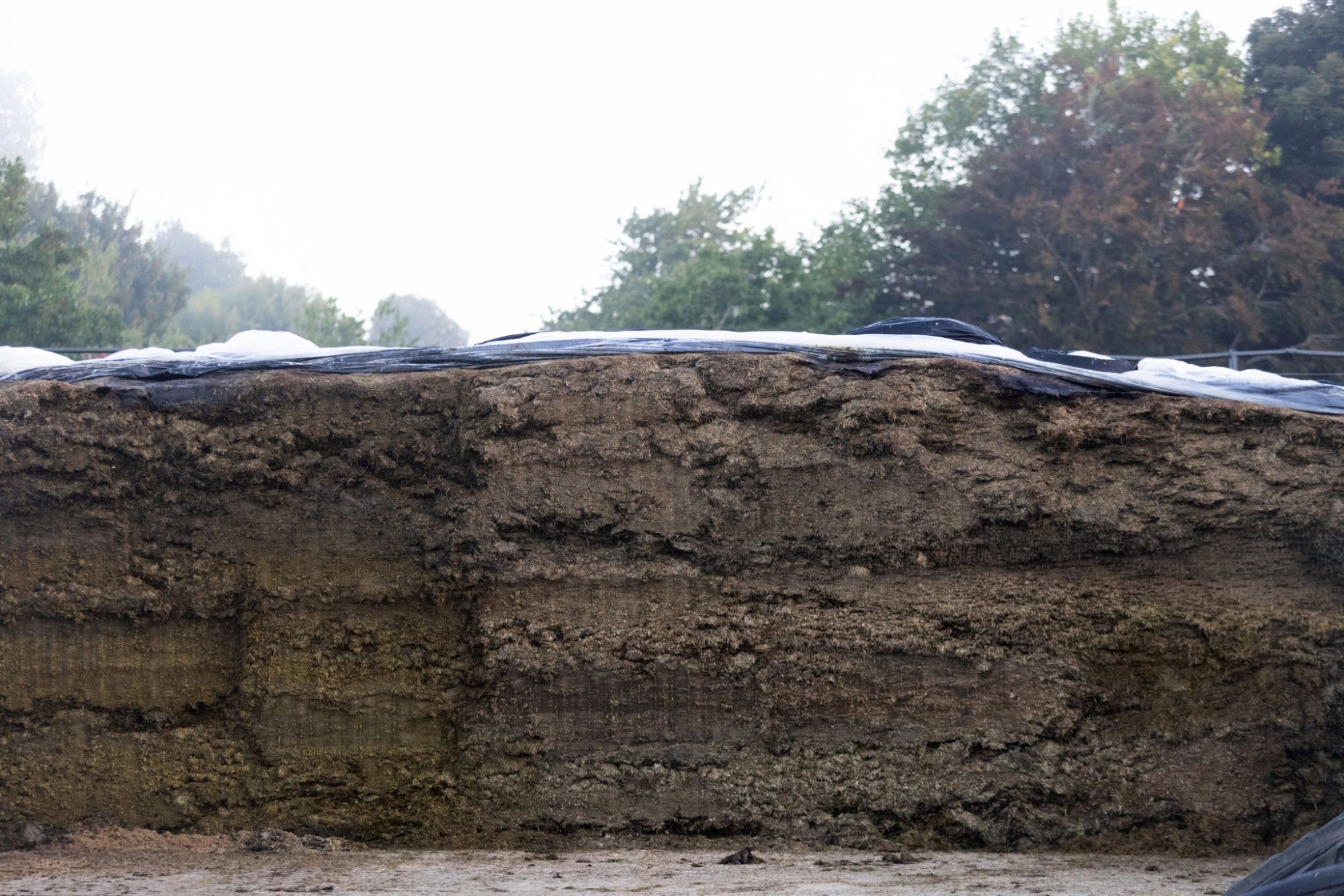 Canadian silage mycotoxin