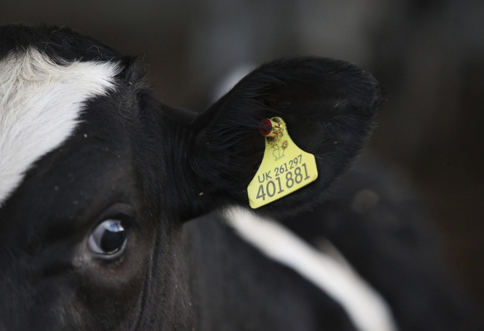 BCMS calf registration