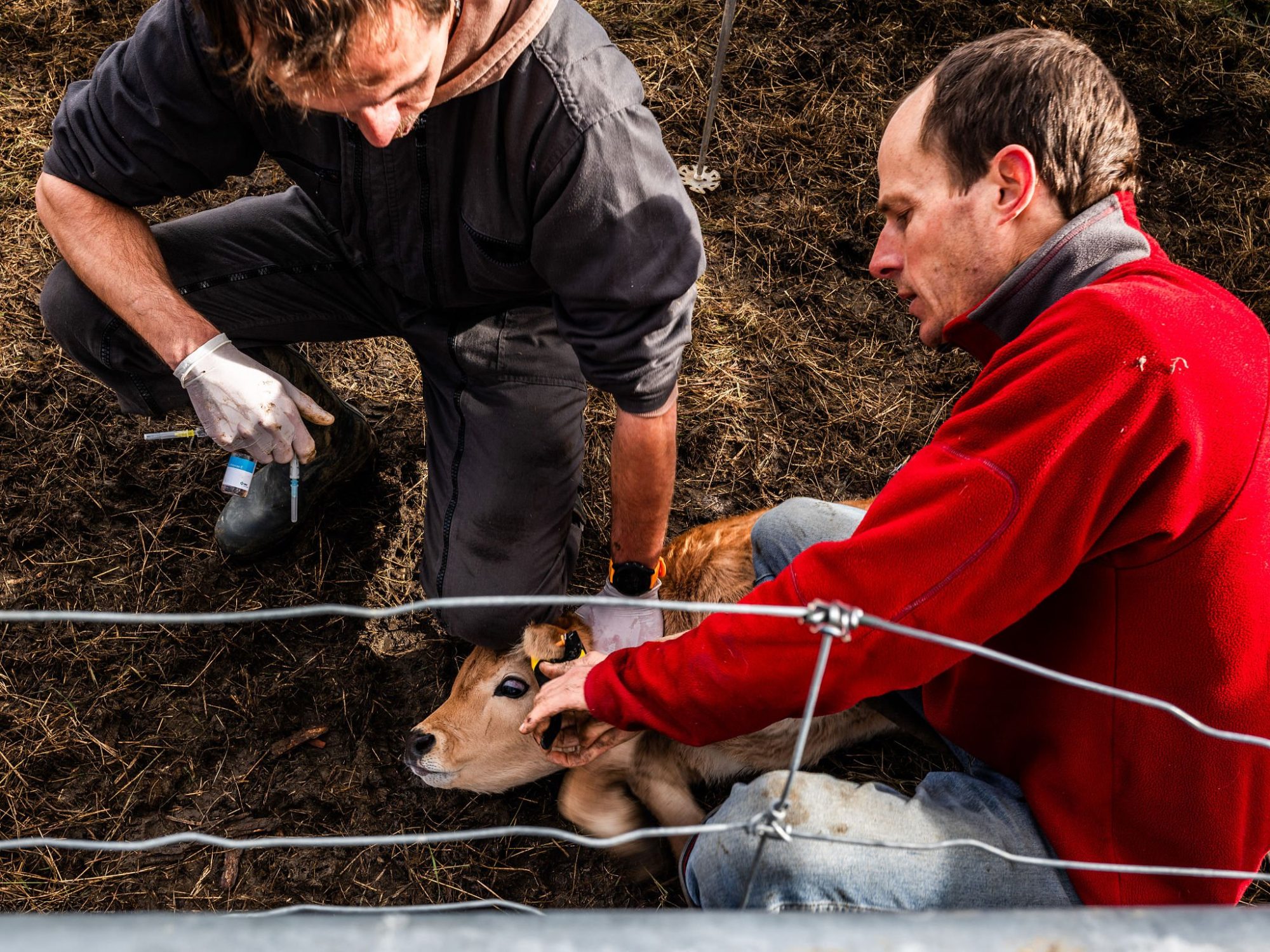 screwworm treatment dairy cattle