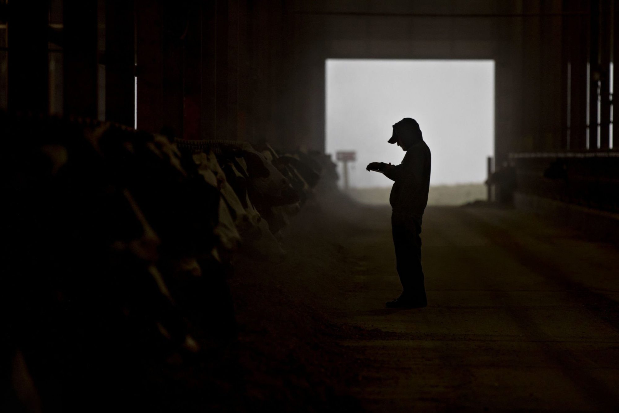 AB-free dairy premium